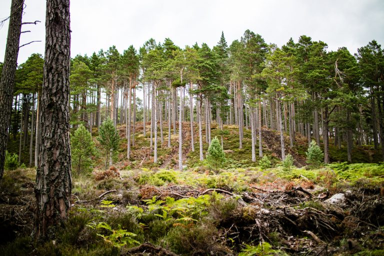 Native woodland in the Cairngorms