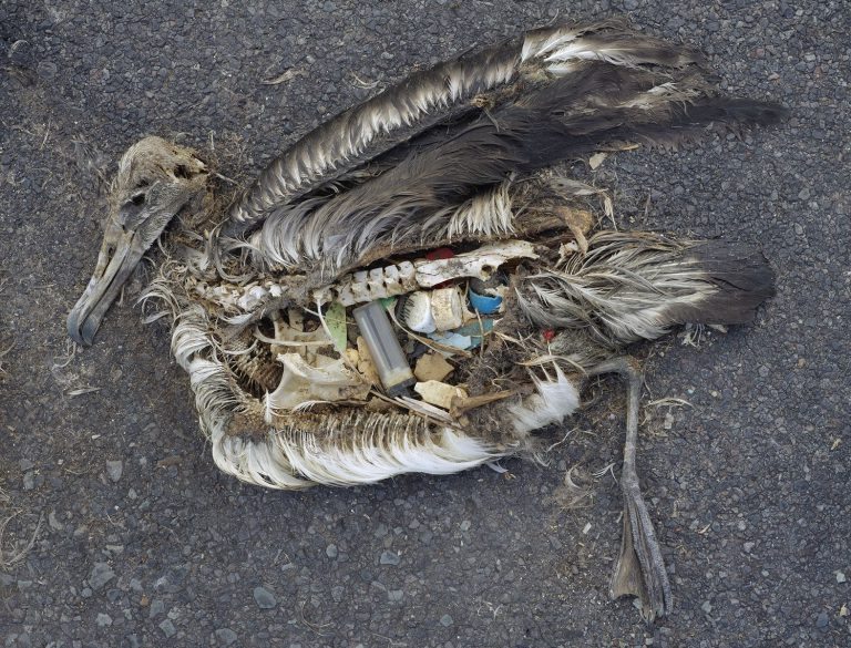Dead Albatross chick with stomach filled with plastic marine debris