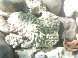 Underdeveloped and damaged Coral 