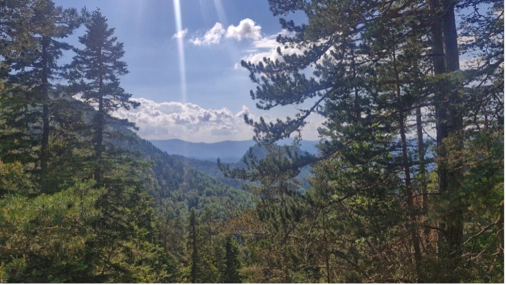 photo looking from among trees to green hillside